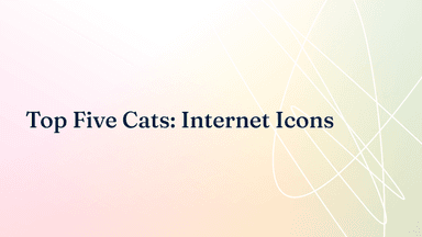 Top 5 Internet Cats